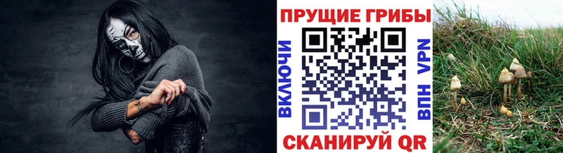 Купить  Куртамыш  Галлюциногенные грибы Cubensis 